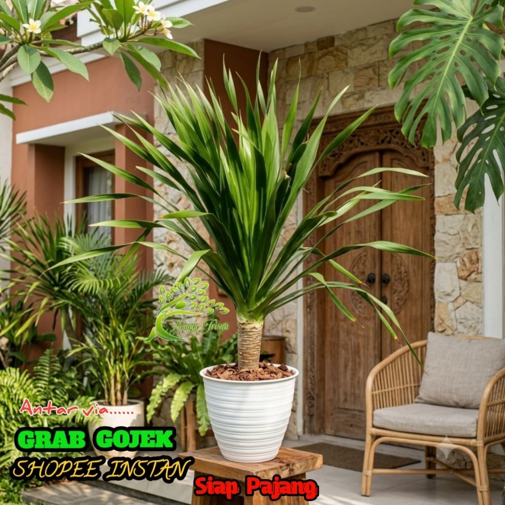 Tanaman Pandan Bali 80-100cm + Pot Putih / Pandan Bali Taman / Untuk taman Pandan Sehat