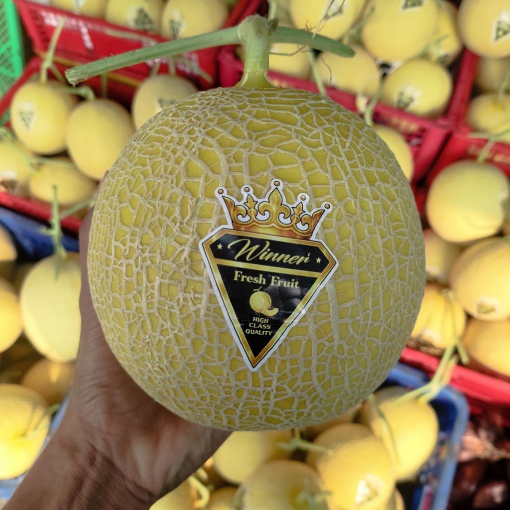 Melon Blonde Winner Fresh Fruit high class quality utuh per pcs -+1,4kg