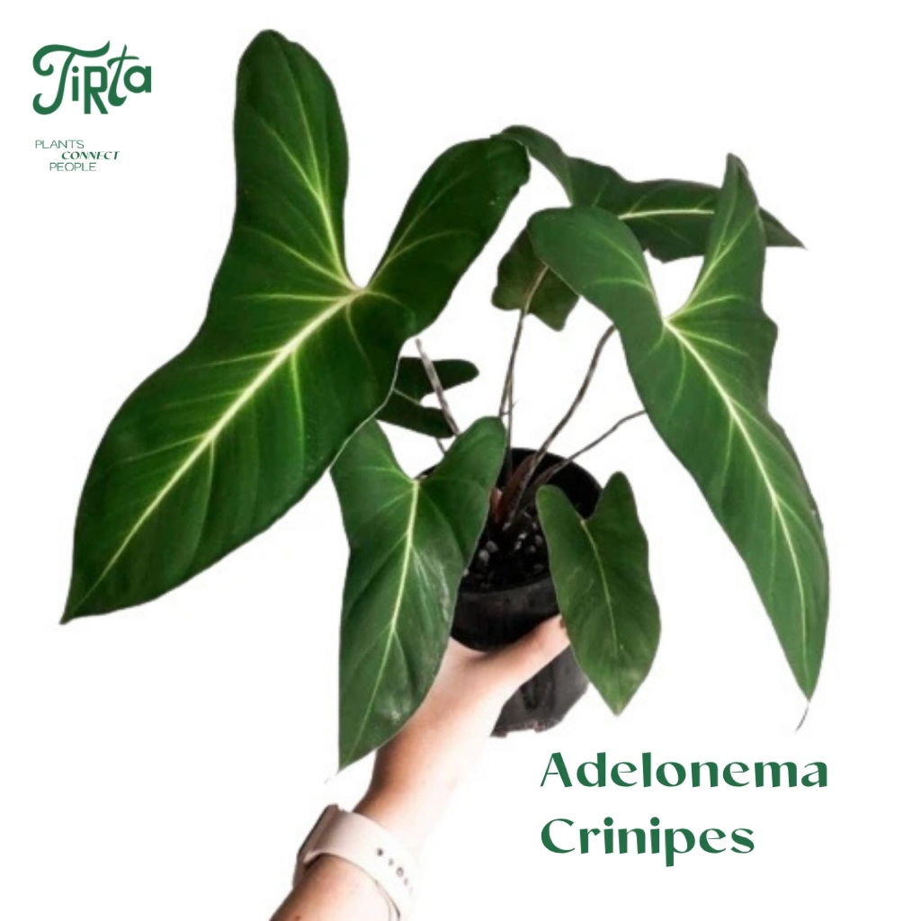 Tanaman Rawatan - Adelonema Crinipes - Indoor Plant