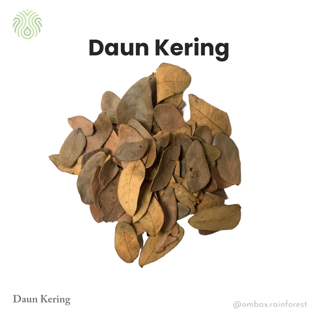 Daun Kering - Bioactive Terrarium / Vivarium