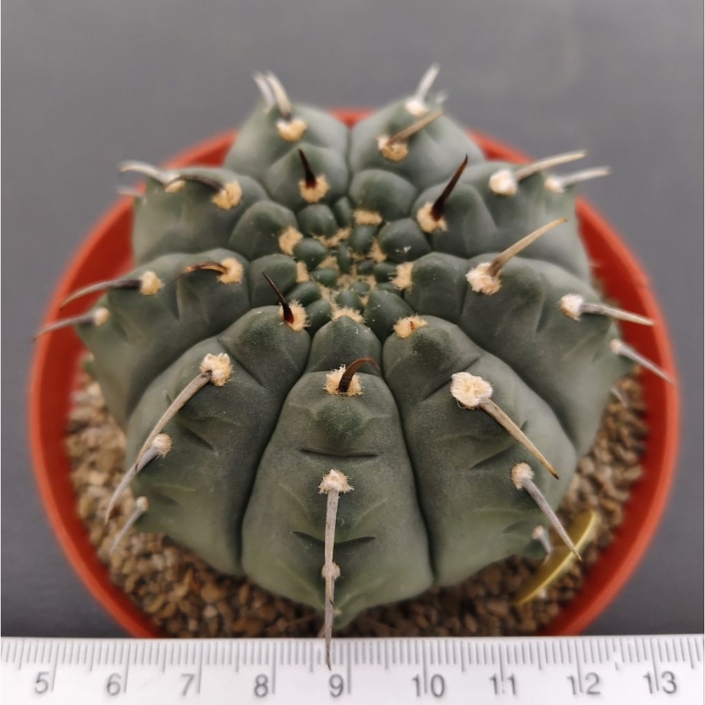 Tanaman Kaktus Gymnocalycium vatteri single spine