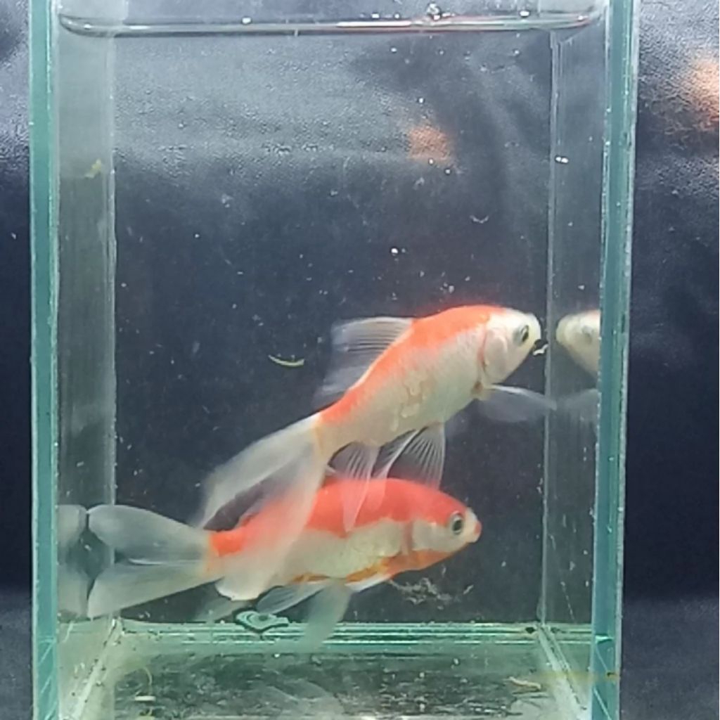 Ikan Hias Mas Slayer