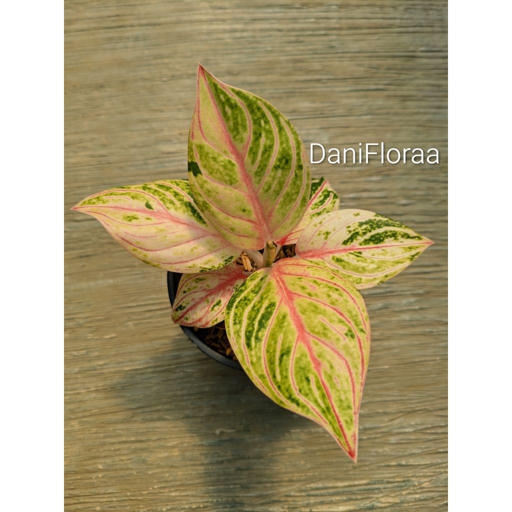Aglonema Esmeralda Golden