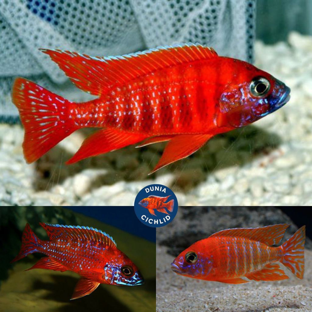 Red Rubin Cichlid