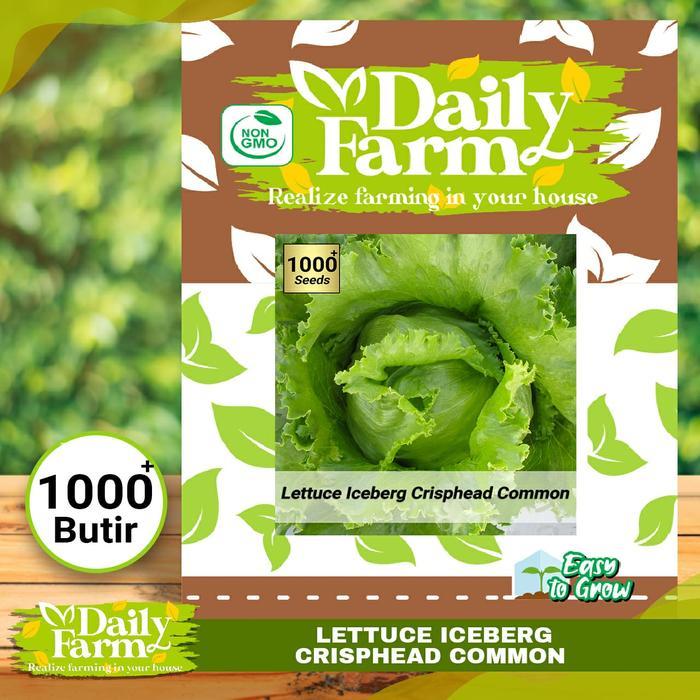 DF Benih Sayur Selada Lettuce Iceberg Marry / Lettuce Iceberg Crisphead Common