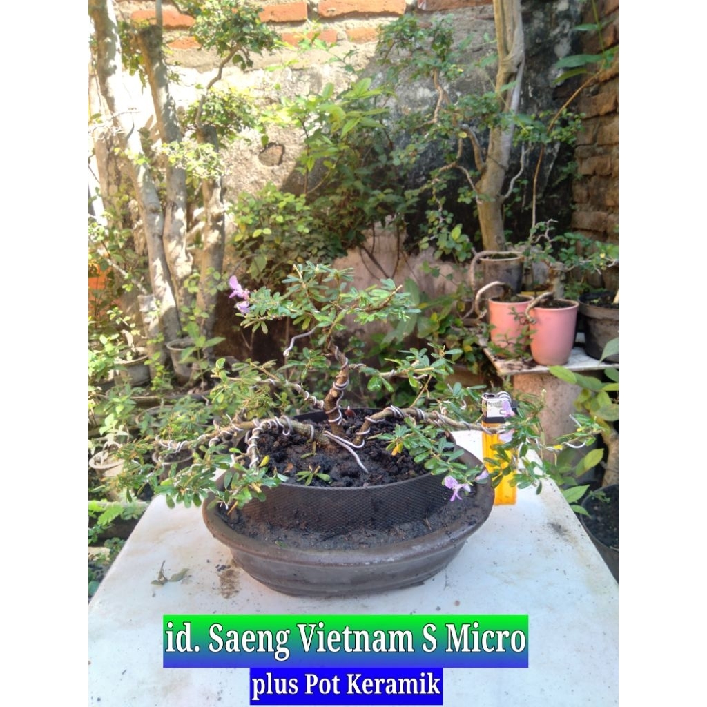 Saeng Simbur Vietnam Super Micro