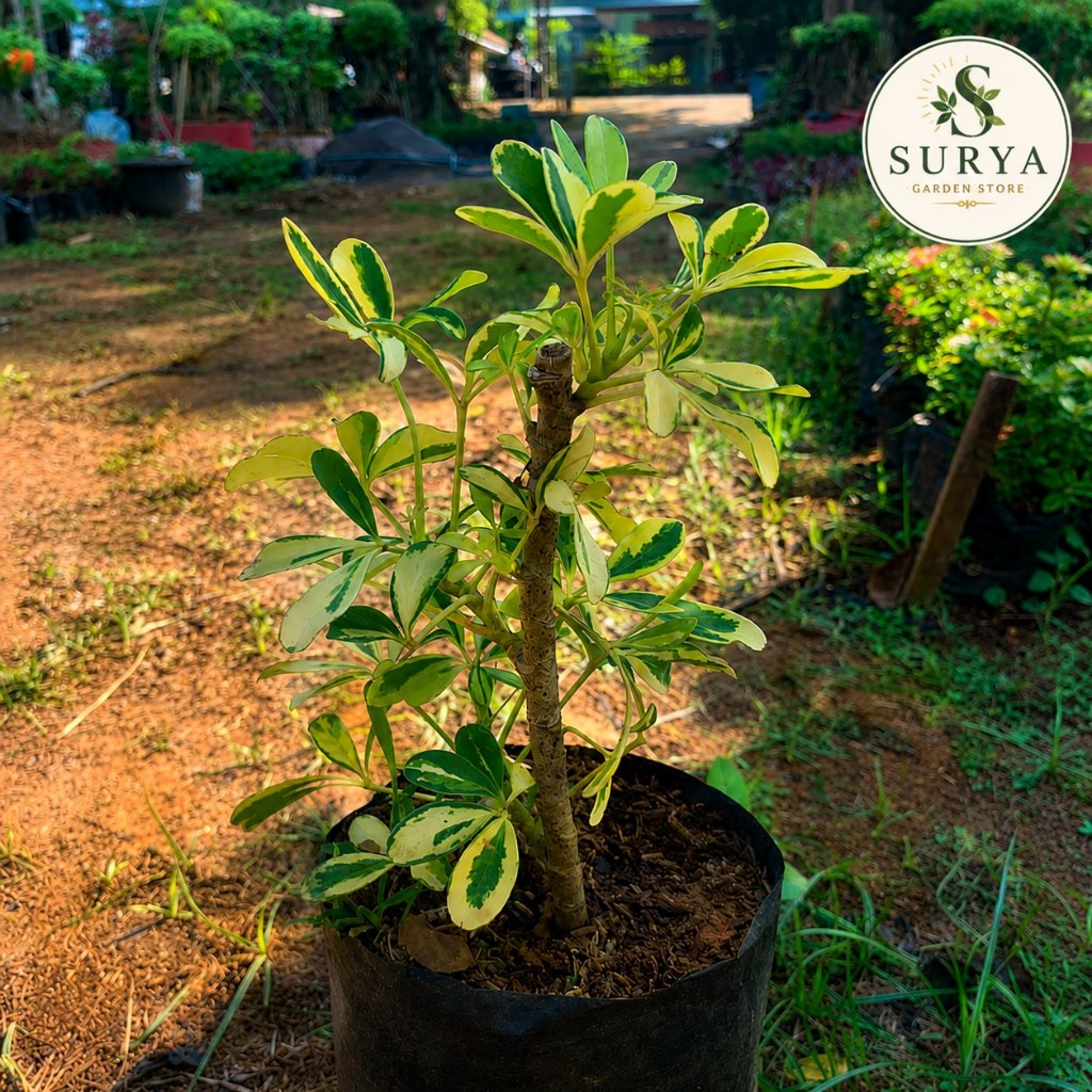 Tanaman hias walisongo golden varigata - daun walisongo varigata