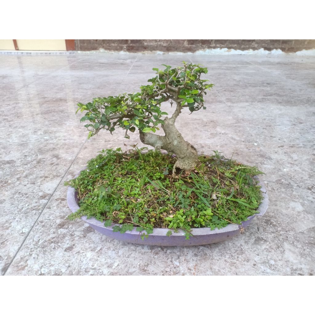 bonsai serut mame