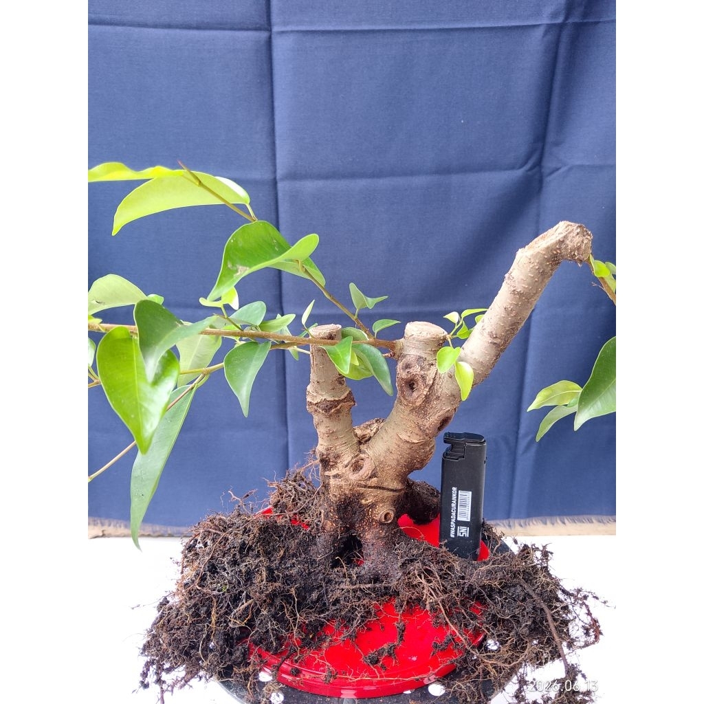 Bonsai Berkarakter Beringin Lokal/Ficus Benjamina(bonsai prospek)