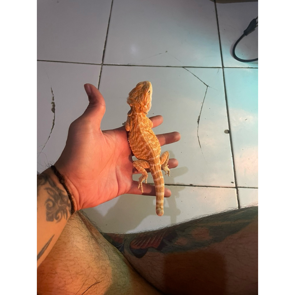 Bearded Dragon
