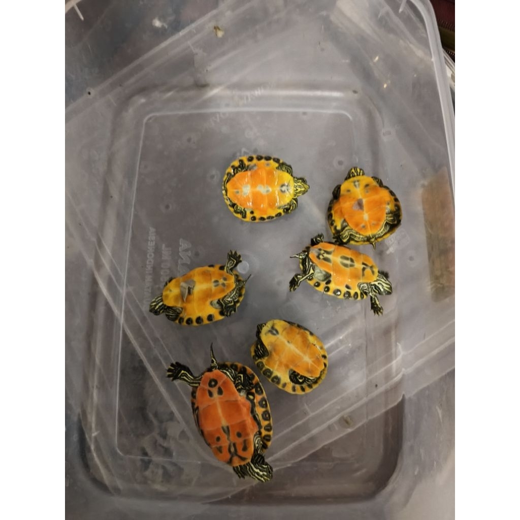 Kura RBN (Red Belly Nelsony) 4-5 cm