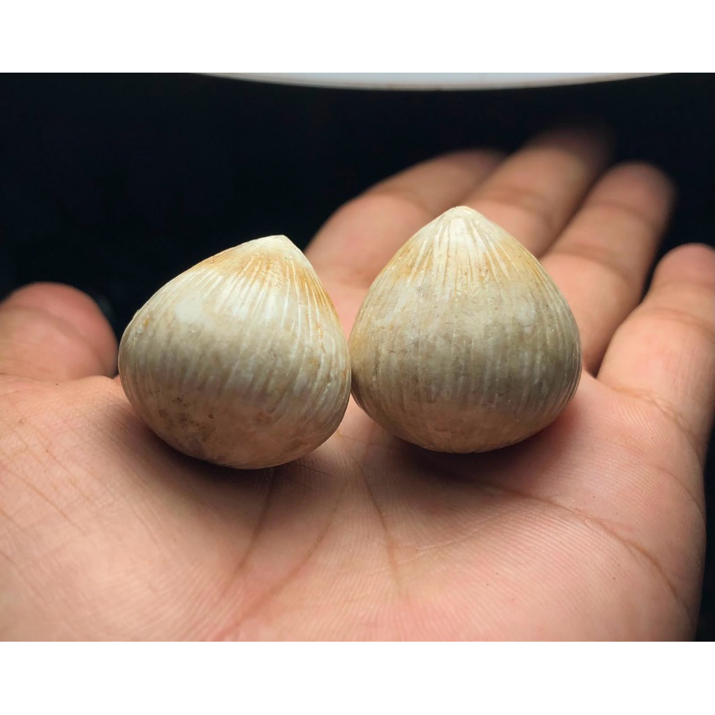 Batu Kelapa Atau Batu Kentos Kelapa Asli 2pcs Ukuran Besar