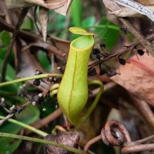 Batang Stek Tanaman Kantong Semar Nepenthes Gracilis Budidaya