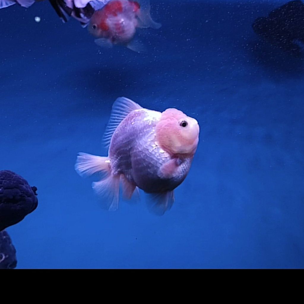Ikan Hias, Ikan Koki Oranda, Goldfish