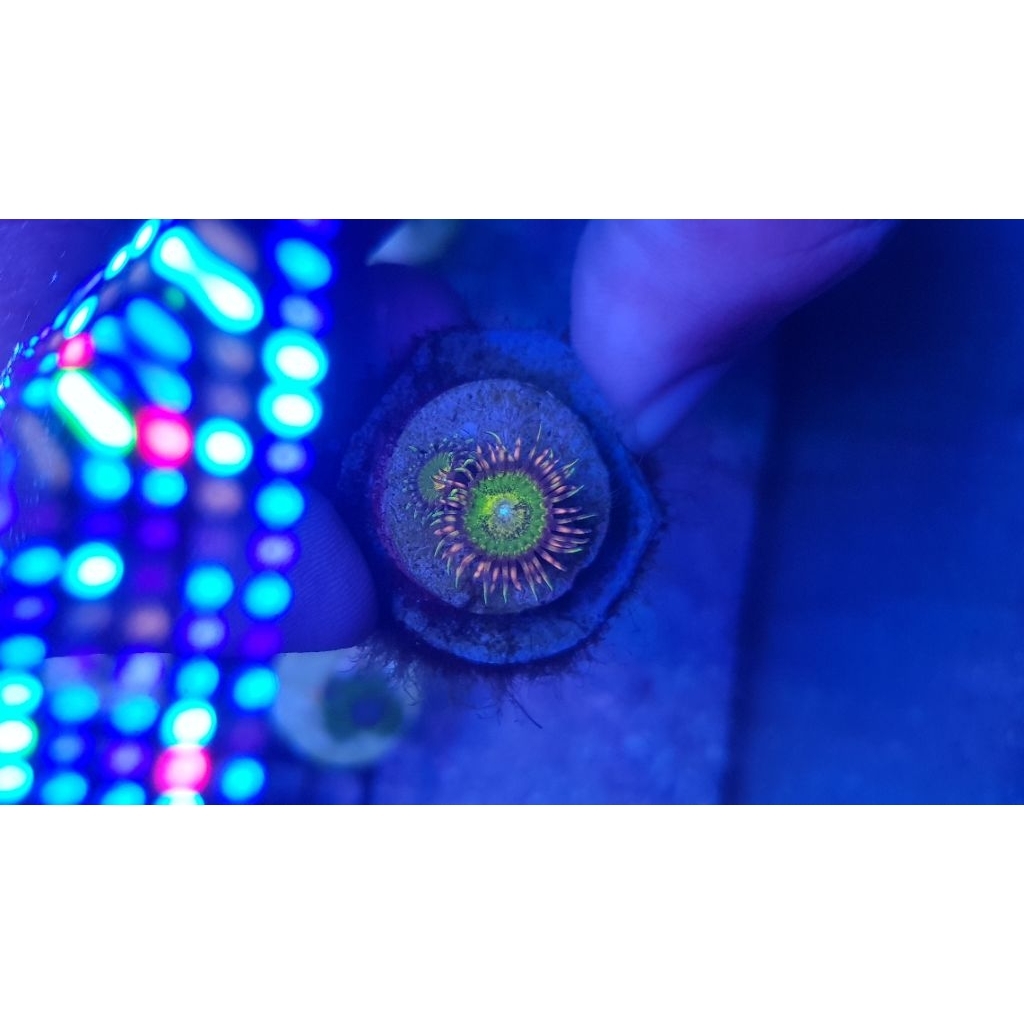Zoa Butt Kisser Per Frag