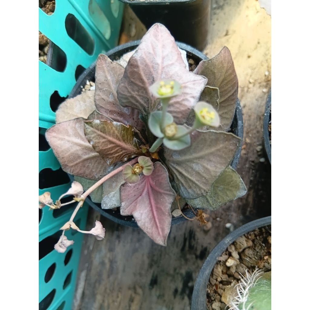 francoisi maple