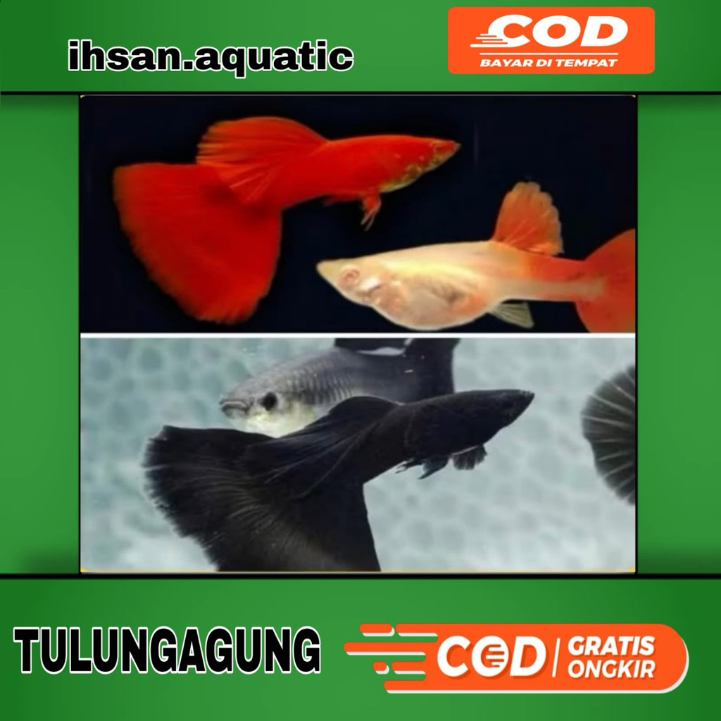 Paket 2 Pasang - Guppy Albino full red dan Black moscow siap pijah