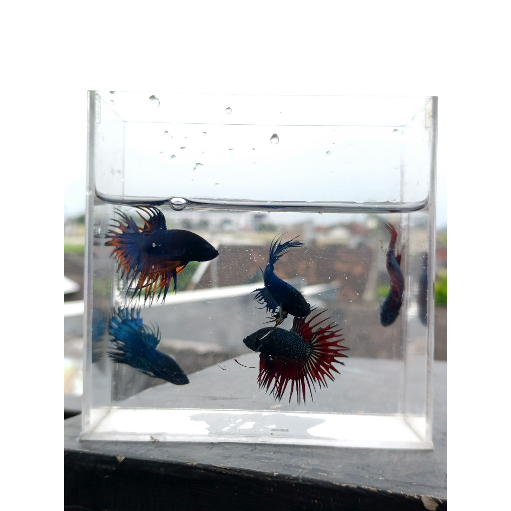 IKAN CUPANG CT