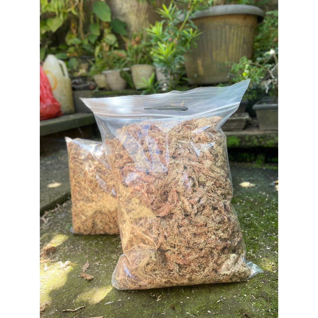 Sphagnum Moss Chile