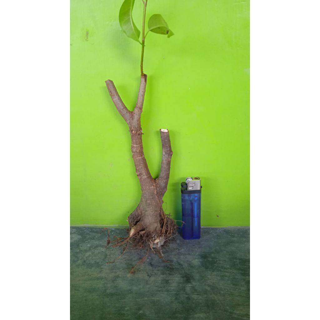 Bahan bonsai bunut