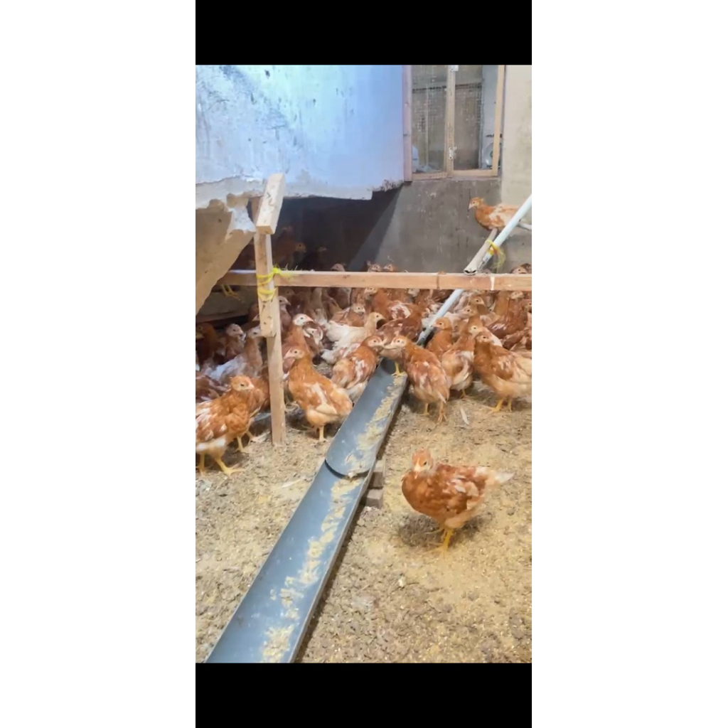 pullet ayam petelur usia 10 minggu