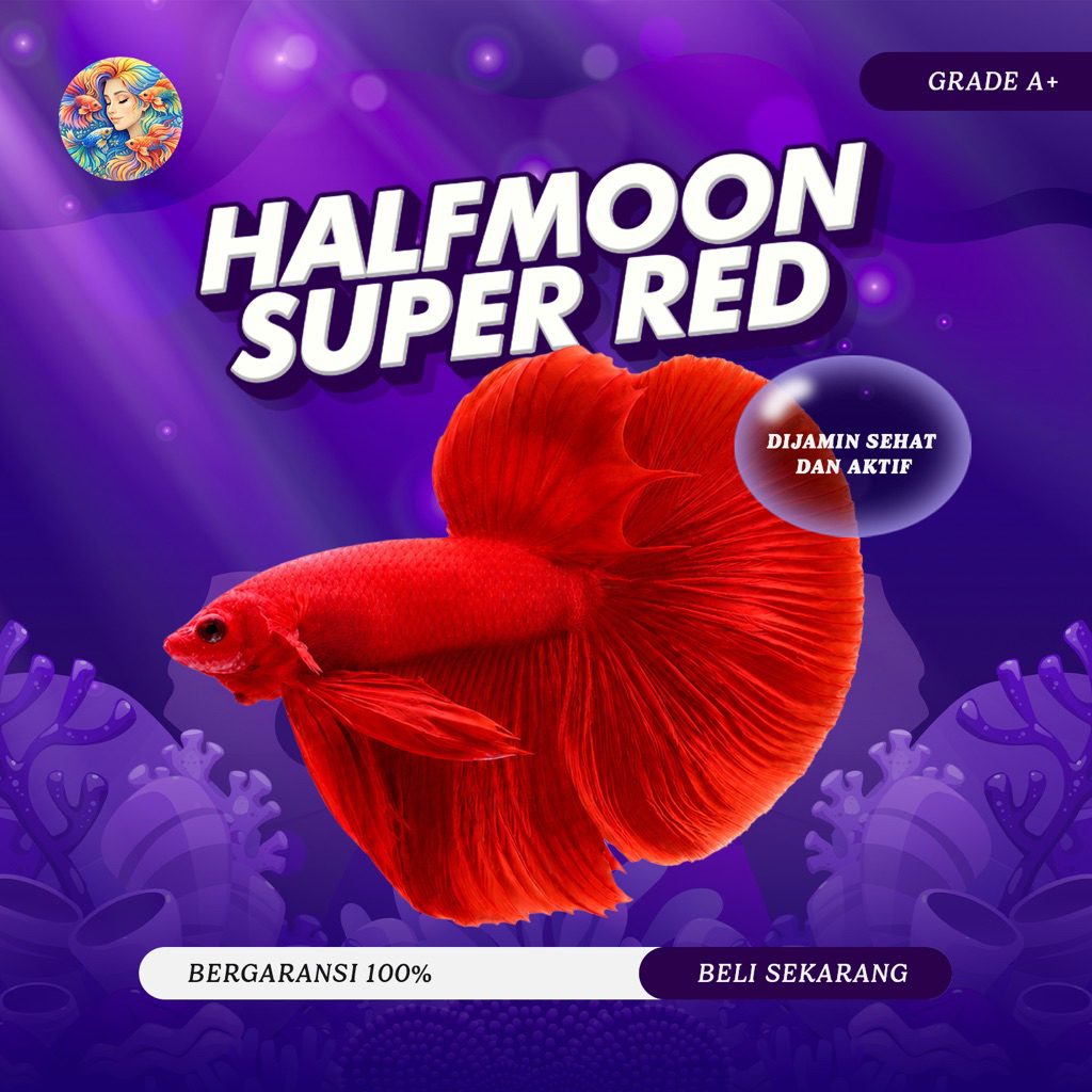 Cupang Aksesoris Aquarium - Halfmoon Bright Series Super Red Grade A+