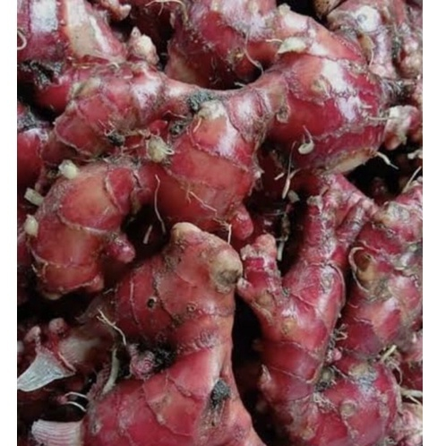 Jahe Merah 1 kg segar berkualitas