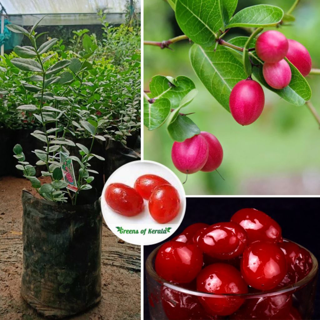 BIBIT BUAH CERI  |  BIBIT BUAH BIG CHERY