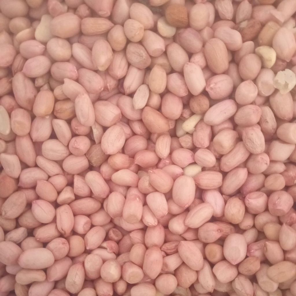 kacang tanah super jumbo