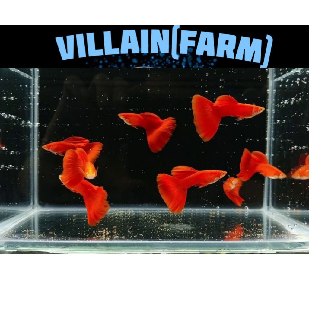 Guppy Albino Full Red AFR High Quality Sepasang Indukan Siap Breed Guppy Premium - Villain(farm)