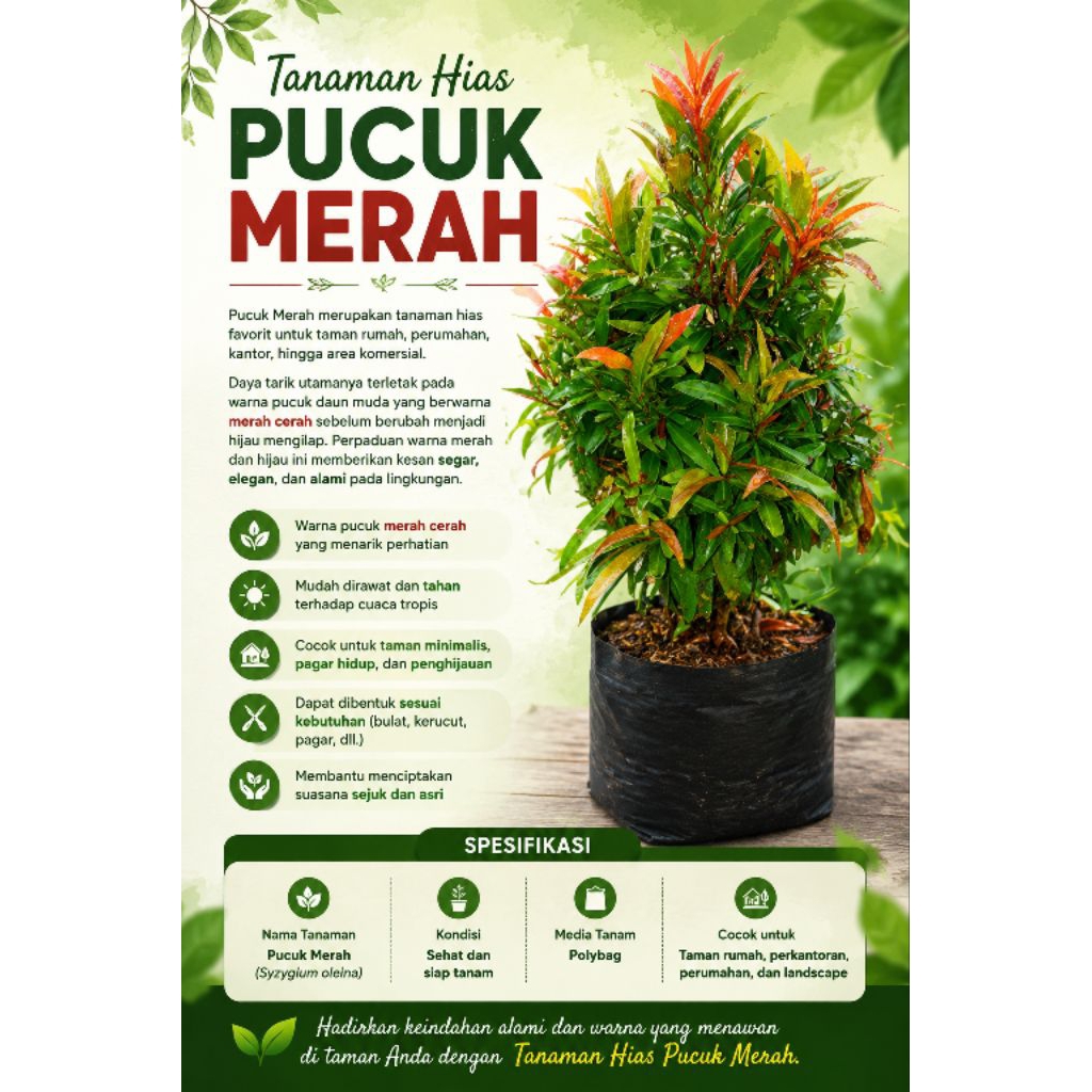 Pucuk Merah Tanaman Hias Pucuk Merah 50cm