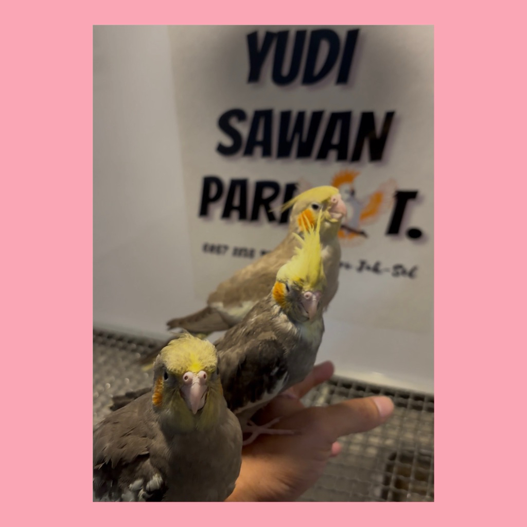 Cockatiel Falk Parkit Australia