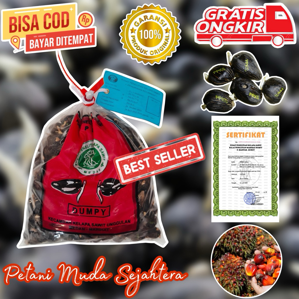Bibit Benih Kecambah Sawit PPKS DUMPY/SUNGAI PANCUR 1