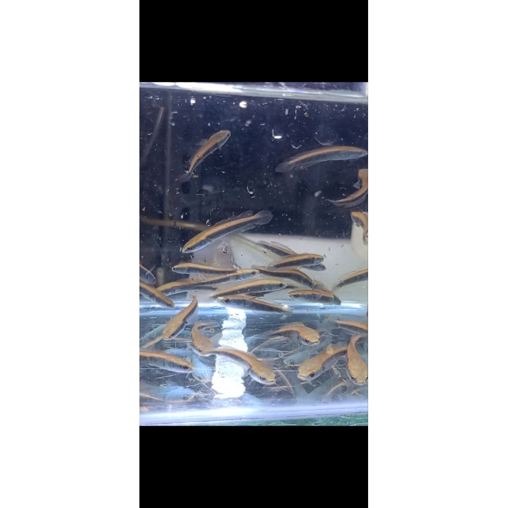 Stiker Hiasan Aquarium Chana Maru Jambi Random