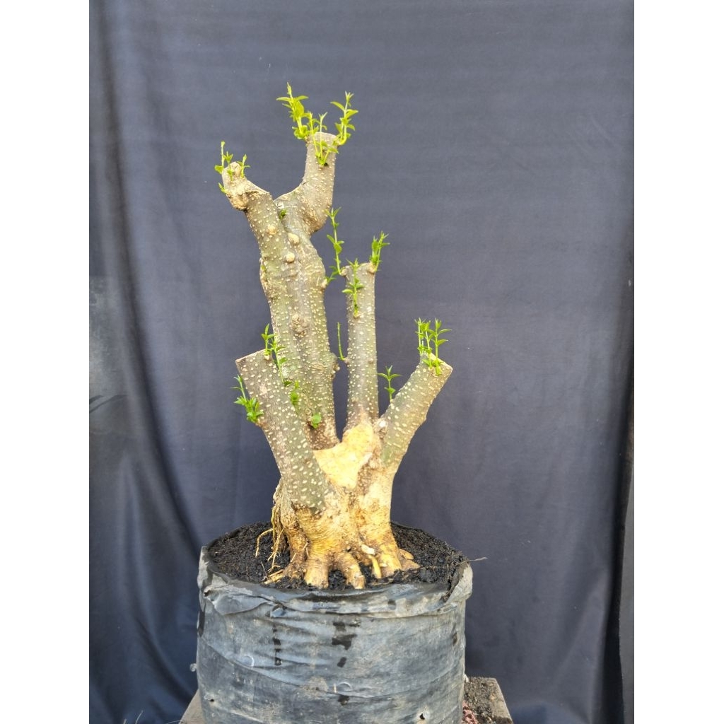 Bahan bonsai anting putri jumbo sesuai gambar