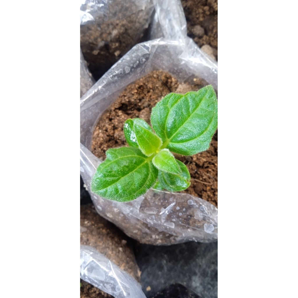 Paket 10 Bibit Ubi Yakon Siap Tanam Sudah Tumbuh Beberapa daun.