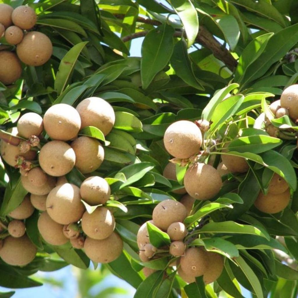 BIBIT BUAH SAWO MANILA KUALITAS UNGGUL CEPAT BERBUAH SUDAH BERBUNGA