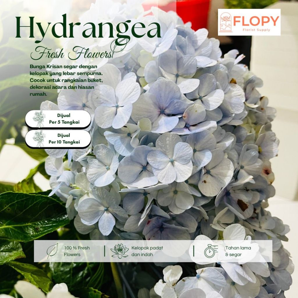 FLOPY - (5 Tangkai) Bunga Segar Hydrangea / Fresh Flower Hydrangea / Bunga Segar Dekorasi / Bunga Se