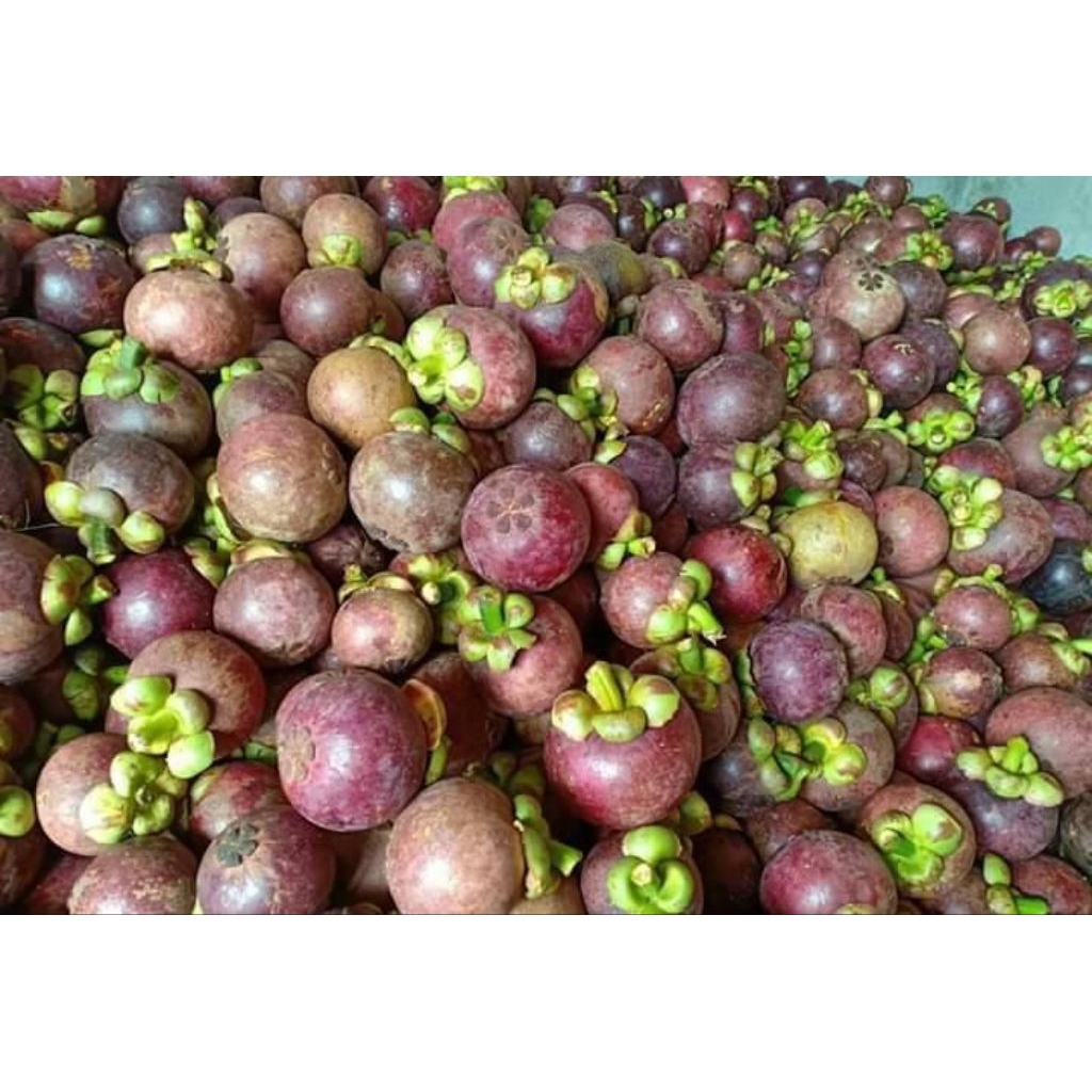 Manggis Premium Pilihan - Daging Putih Manis - Manggis Segar 1 KG