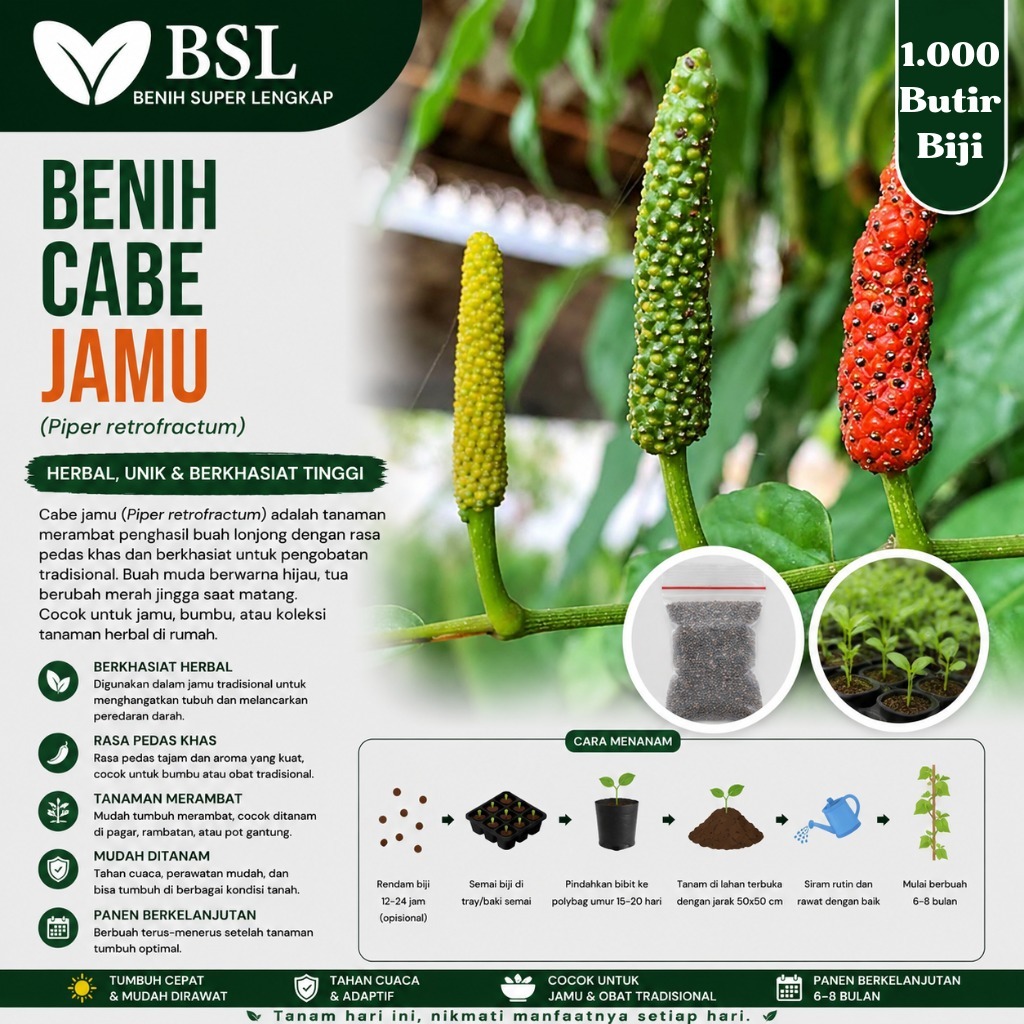 ( 1.000 Butir ) Benih Biji Cabe Jamu | Cabe Jawa | Cabai Jawa | Piper Retrofractum Vahl | UKI BIBIT