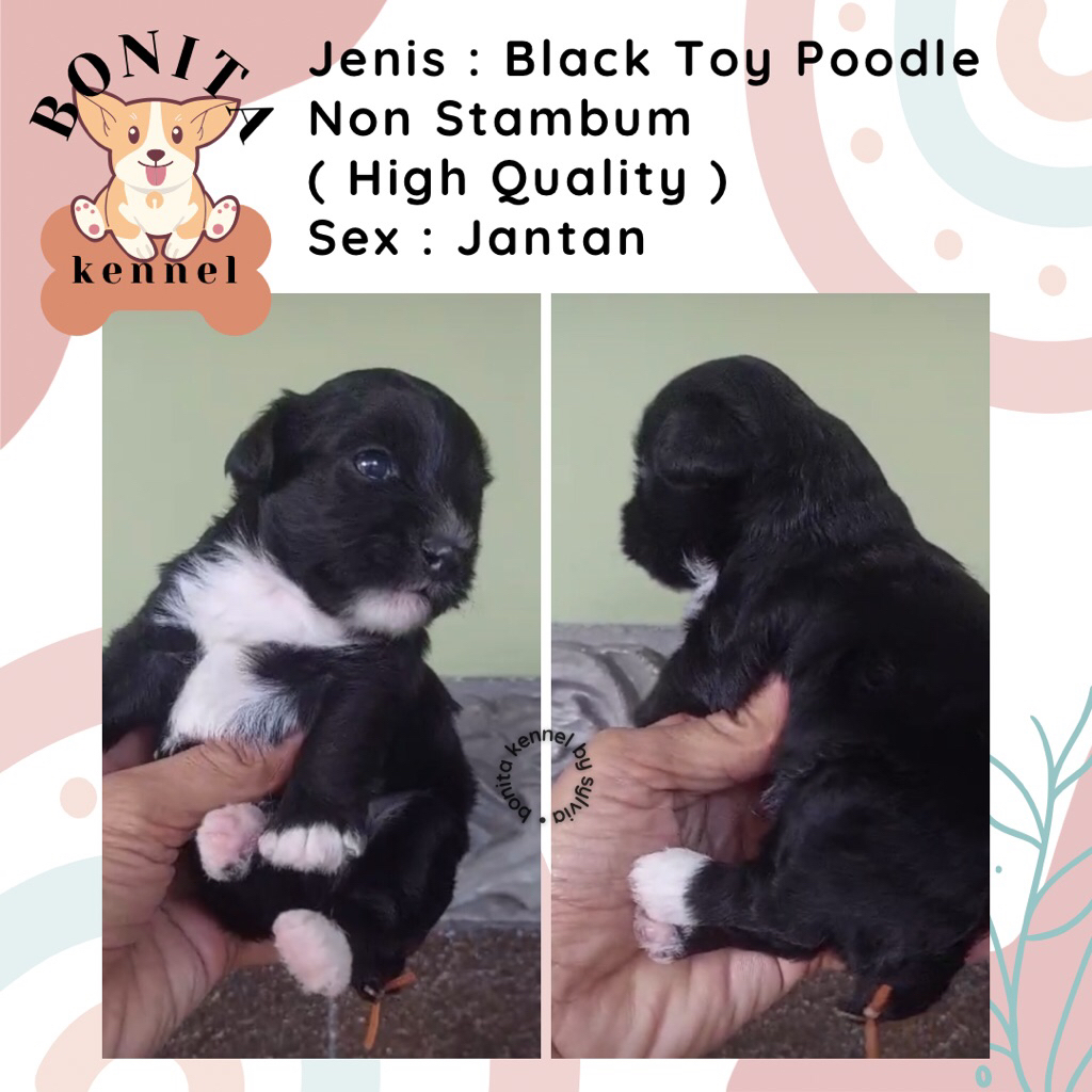 Fawn Phantom Black Toy Poodle Non Stambum Fawn Anak Anjing Poodle Toy Tiny Jantan Betina