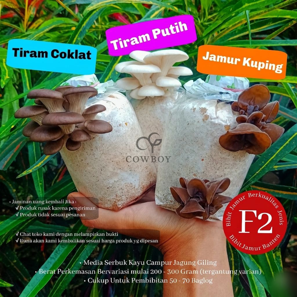 Bibit Jamur F2 jamur TIRAM PUTIH, JAMUR KUPING TIRAM COKLAT by cowboy