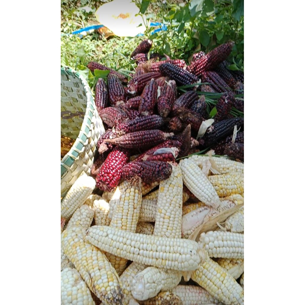 jagung ketan