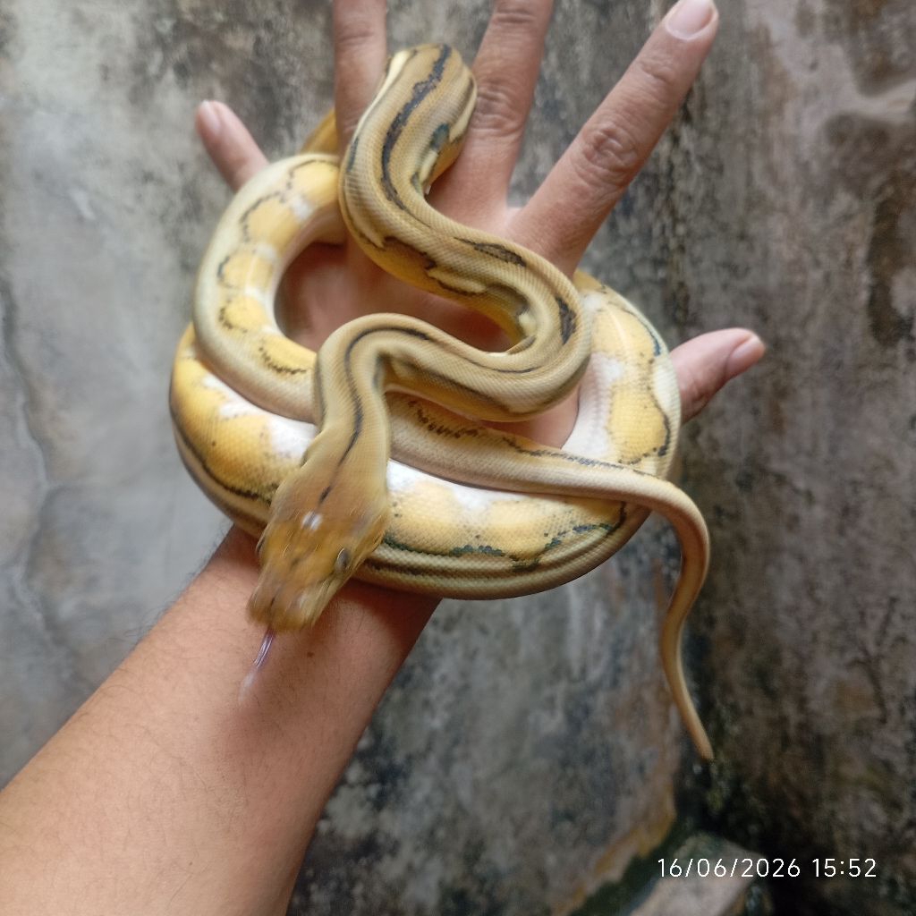 Retic Tiger Platy