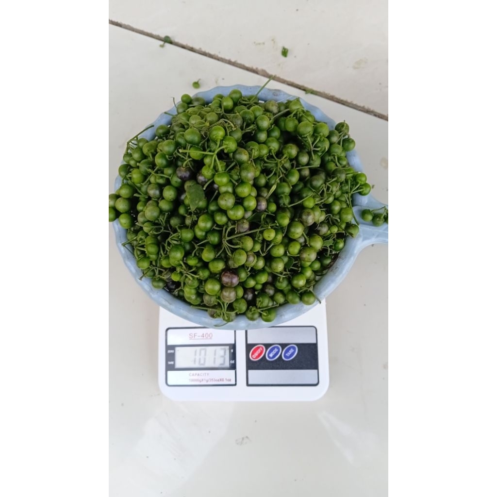 Lalapan sayur buah leunca segar 1kg