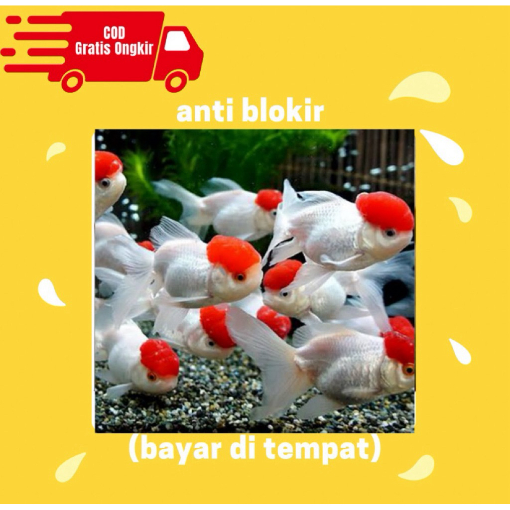 koki oranda red cup - oranda kepala merah rosetail jumbo 10,15cm murah