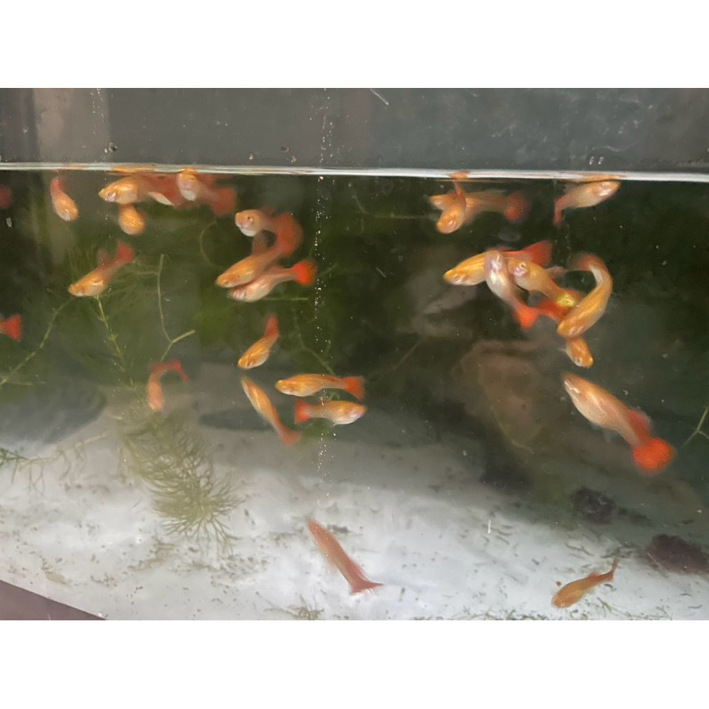 Ikan Guppy AFR