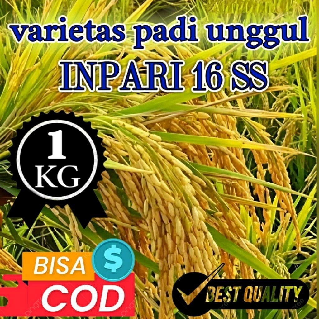 BENIH PADI UNGGUL (INPARI 16 SS) KEMASAN 1KG ORIGINAL