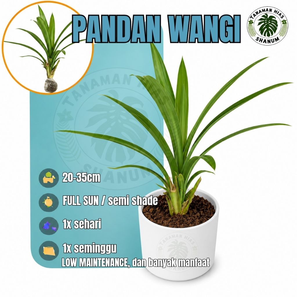 Bibit pandan wangi daun pandan wangi pohon pandan tanaman pandan wangi / pohon pandan wangi / tanama