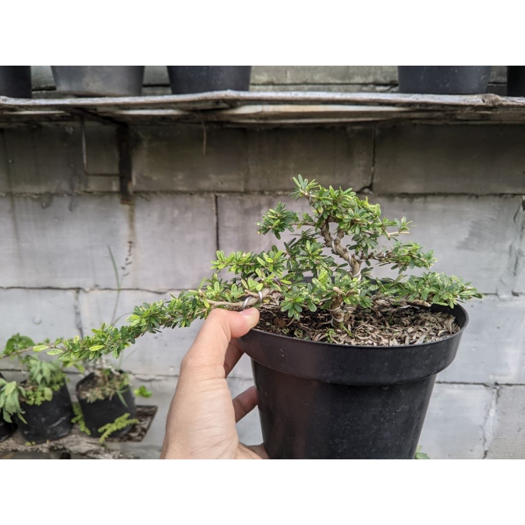 Bahan bonsai saeng simbur micro varigata vietnam